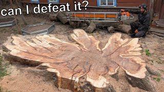 Monster saw vs. giant stump – can I defeat it?