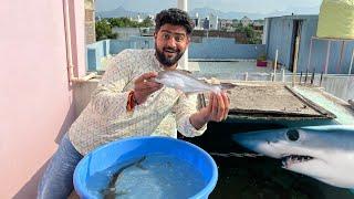 Alligator Gar Ke Liye Partner Aa Gaya #newshark