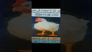 اسعارالفراخ البيضاءاليوم سعرالفراخ البيضاء الثلاثاء26/11/2024#بورصة_البنا_لتسويق_الدواجن#تربية#birds