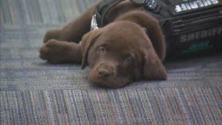 Otis and Bear joined the K9 force in the Arapahoe County Sheriff's Office