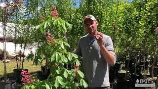 It's Worth a Grow: Horse Chestnut