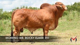 MORENO MR. ROCKY ELMER 391