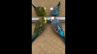 How to earn your birds trust! | Kiwi and Nightwing the budgies|