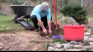 How to move (transplant) perennials to a new location