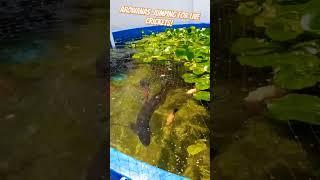 AROWANAS JUMPING FOR LIVE CRICKETS! #SHORTS #arowana #jumping #short