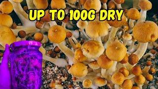 How to Grow Mushrooms from Start to Finish for Less Than 100€