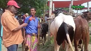 আজ, হযরতপুর গরুর হাটে শাহিওয়াল বাছুরের দাম জানুন | Bayezid Moral | Agriculture News