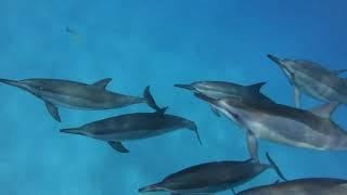You Can't Swim with Dolphins Kona, Hawaii on Kona Snorkel Tours | Kona Snorkel Trips