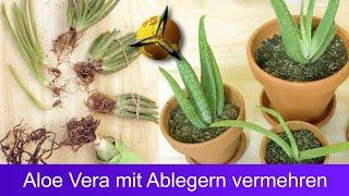 Propagate aloe vera with offshoots