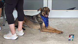 Jacksonville Humane Society hosts Mutt March fundraiser at University of North Florida