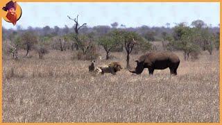 15 Heavy Battle Where Rhinos And Lions Take The Stage