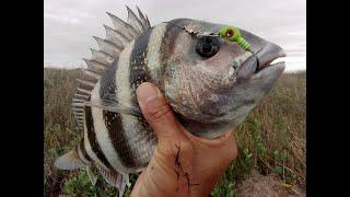 A BEAUTIFUL DISASTER WITH @BIGRICHFISHING- PACKERY CHANNEL PARK-WADE FISHING-SHEEPSHEAD-