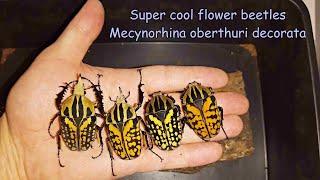 Mecynorhina oberthuri decorata, impressively colourful flower beetles.