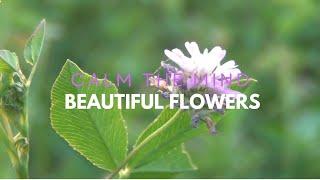 Calm The Mind Beautiful Flowers | RELAX VIEW