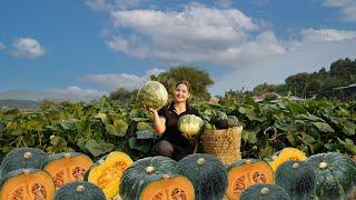 harvest YOUNG SQUASH, harvest RAMBUTAN...go to market sell | Thuy daily life - 90 Days building farm