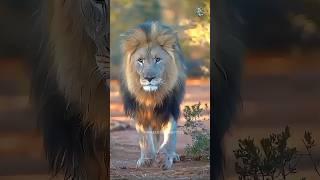 LION WALKING STRAIGHT TOWARDS CAMERA  | Intense Wildlife Encounter Caught on Film! #Shorts #trend