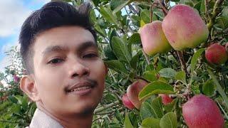 BELI APEL DI PASAR  PETIK APEL LANGSUNG DARI KEBUN NYAN  ( VLOGGER )