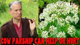 COW PARSNIP will it help or hurt you? Heracleum Maximum