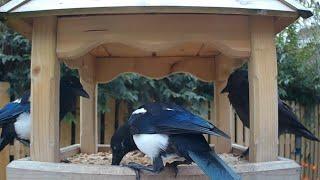 Magpies and jackdaws begrudgingly sharing the garden bird table