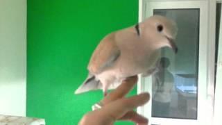 Laughing dove