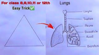 How to Draw a Human Lungs with Names / Lungs Drawing/ मानव फेफड़ों का नामांकित चित्र कैसे बनाएं