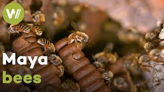 Melipona and Mellifera bees in the Mayan culture | Master of Bees (Mexico)