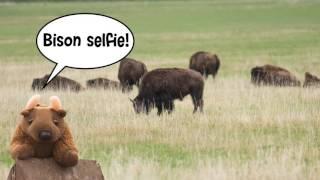 Buddy Bison + Frank Lee Ruggles visit Yellowstone