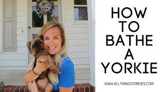 How to bathe a Yorkie