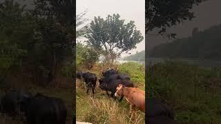 Village vibes ️ #viralshorts #viralvideo #vlog #villagelife #vibes es #animals #sanjayvarma