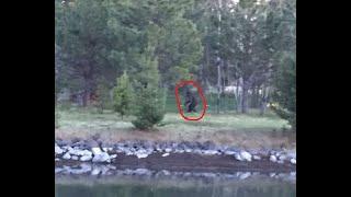 Oregon Bigfoot on Camera & Umatilla Sasquatch Video Investigation