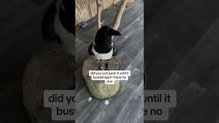 How Does She Do That… She Doesn’t Have Thumbs!