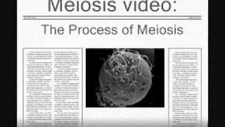 Cell Division: Mitosis and Meiosis- Science Project UCLM (TV Patrol Style)