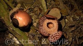 Timelapse, Rafflesia flowers bloom and die over ten days, Malaysia. 51180.uhd