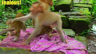 New Update! What Wrong? Monkey Rojo Tried To B-eat Monkey Candy Jealously.