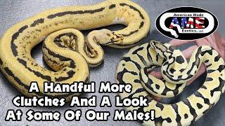 A Handful More Clutches And A Look At Some Of Our Males! v121 AME
