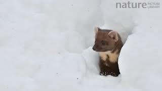 Pine marten looking out from snow burrow in winter, Bavarian Forest National Park, Germany