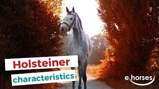Holsteiner | characteristics, origin & disciplines