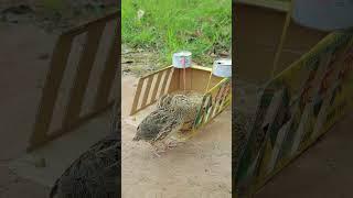 Amazing bird trap - Creative new quail trap using cardboard #birds #animaltrap #shortvideo #mytraps