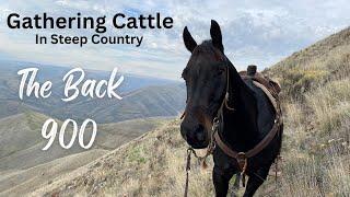 Gathering Cattle in Steep Country - The Back 900