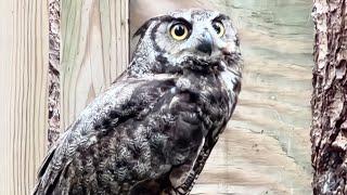 GREAT HORNED OWL ARRIVES! #owl #birds  #rescue @MedinaRaptorCenter