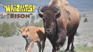 Bison by The Whizpops (w/lyrics)