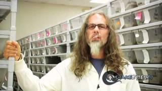 Snake Bytes TV - Hybrid Snakes : SnakeBytesTV