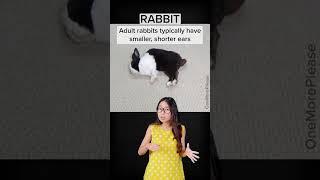 Rabbit vs Hare | What’s the diff?