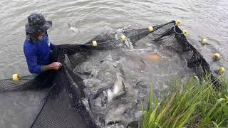 Carpa colorida criado em tanques escavados