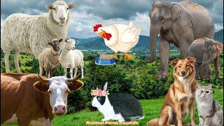 Farm Animal Sounds: Cow, Cat, Dog, Chicken, Sheep - Animal Sounds