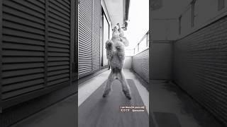 愛犬のダサすぎるボールキャッチ w #shorts #dog #シニア犬