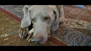 Lecture on Bad Behavior - Holder The Weimaraner 9/1/22