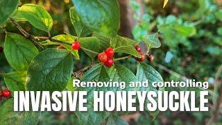 How to remove honeysuckle for good | Controlling Invasive Plants