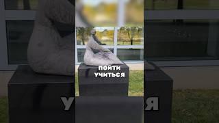 «Бесплатное» обучение на врача в Америке  целевое #медицина #больница #гормоны