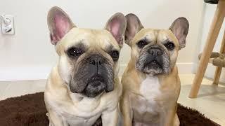 15 Sounds French Bulldogs Make In Under 5 Minutes **TOO FUNNY